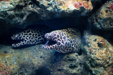 Amazing coral reef aquarium moment