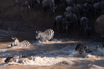 Fototapeta na wymiar Wildebeest great migration