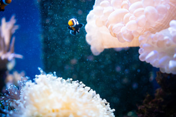 Amazing coral reef aquarium moment