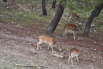 Una manada de gamos en el monte de El Pardo de Madrid. España