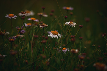 white camomiles on a wild summer meadow on a warm summer day