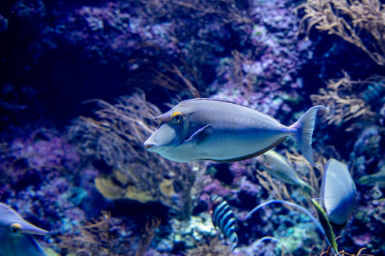 fishes in the ocean