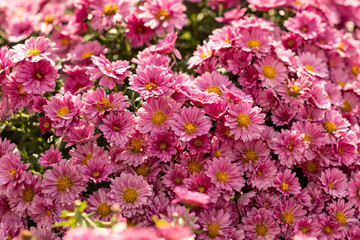 Beautiful chrysanthemum plant in full bloom