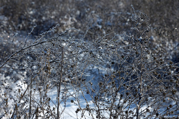 Forest in the winter. Beautiful winter forest landscape with snow and icing. Snow in a snowy forest