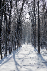 Forest in the winter. Beautiful winter forest landscape with snow and icing. Snow in a snowy forest