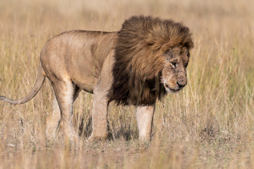 Lion in field