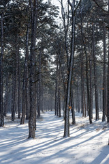 Forest in the winter. Beautiful winter forest landscape with snow and icing. Snow in a snowy forest