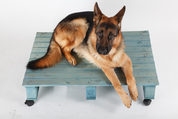 Fototapete bei efototapeten.de bestellen   