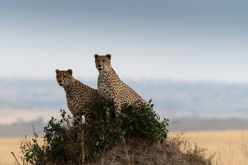 Cheetah on hill