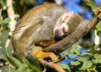 Squirrel Monkey Sleeping