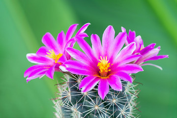 Macro shot of a beautiful pink blooming cactus flower with green blur background.