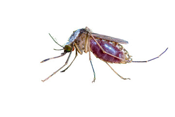 Close up of Mosquito isolate sucking human blood with white background in Thailand. Clipping path. - obrazy, fototapety, plakaty
