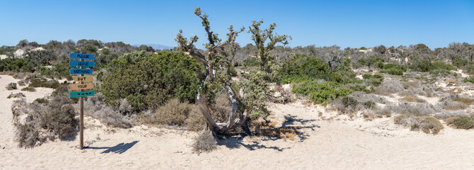 Chrisi island with cedar tree, Crete