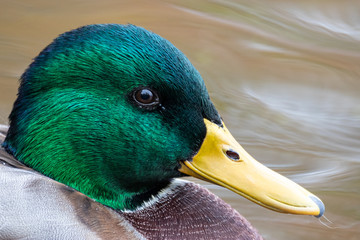 male mallard duck