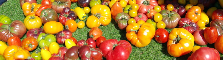 Fototapeta na wymiar tomates anciennes