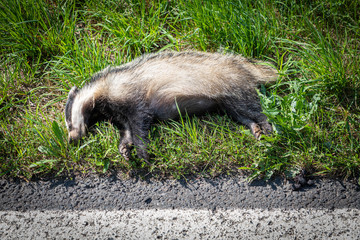 Toter Dachs am Straßenrand © Daniel Bahrmann