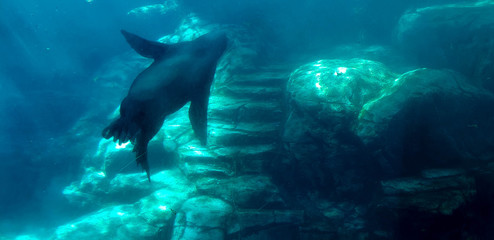 Obraz premium Nadando