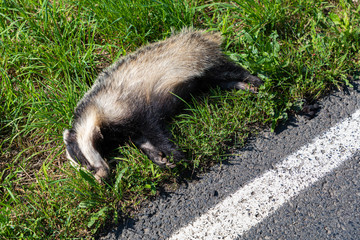 Toter Dachs am Straßenrand
