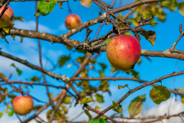 Red apple on a branch of apple tree closeup in autumn harvest. Ripe juicy not fallen apples on an apple tree. The last fruit of the fruit tree in late autumn.