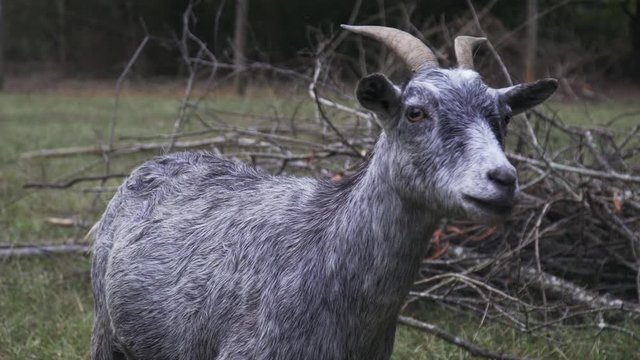 Medium Shot View of Nubian Goat looking towards camera. 