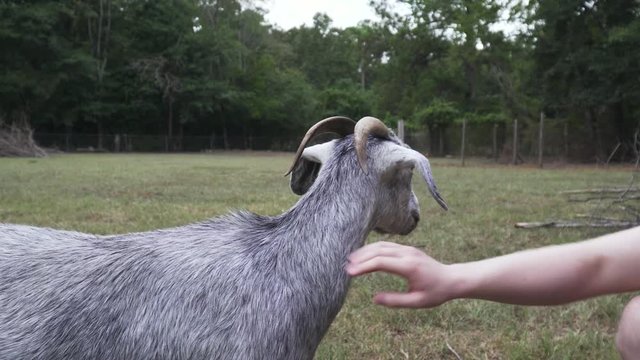 Medium Shot of man petting and scratching Nubian Goat