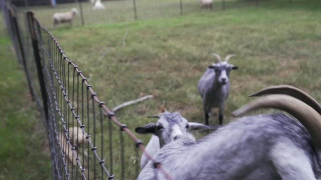 Closeup View of Nubian Goat at a fence sniffing the camera.