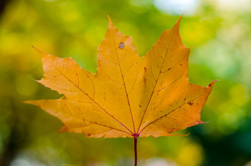 Naklejka na ściany i meble Fall. Autumn nature card. Yellow leaf on the bright sunshine.