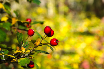 Ripe Hawthorn berries on a twig
