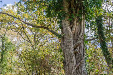 Climbing big Ivy plant