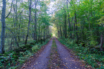 Light in the tunnel by a fall colored country road