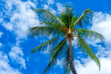 Fototapeta na wymiar Looking upward on A Hawaiian Palm Tree