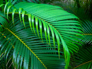 Green palm tree leaves and frond backround