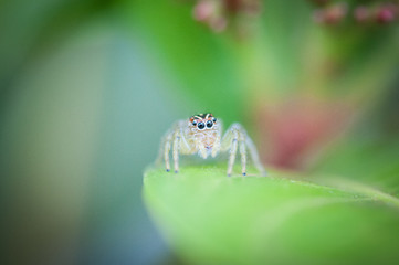 Small depth of field detail macro shot of salticidae small spider