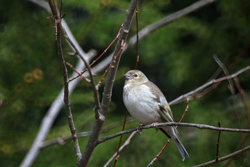 Siskin on a branch
