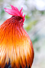 Serama Rooster Eye and Comb Closeup © Monica Lara