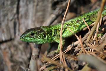 Emerald green lizard on ground with dry pine needles, macro close up detail, soft blurry bokeh background