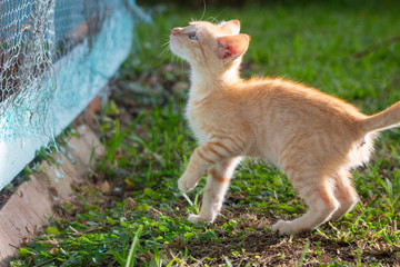 Naklejka na ściany i meble Cat playing in garden