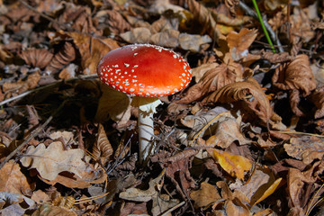 Toxic and hallucinogen mushroom Fly Agaric in grass on autumn forest background. Red poisonous Amanita Muscaria fungus macro close up in natural environment.