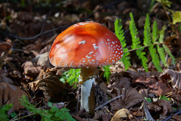 Toxic and hallucinogen mushroom Fly Agaric in grass on autumn forest background. Red poisonous Amanita Muscaria fungus macro close up in natural environment.