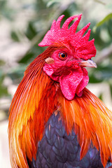 Colorful Serama Rooster Portrait Closeup. Brightly Colored Rooster