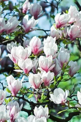 Fototapeten Magnolia. Spring garden © medwedja