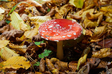 Toxic and hallucinogen mushroom Fly Agaric in grass on autumn forest background. Red poisonous Amanita Muscaria fungus macro close up in natural environment.