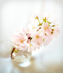 Cherry flowers on white background