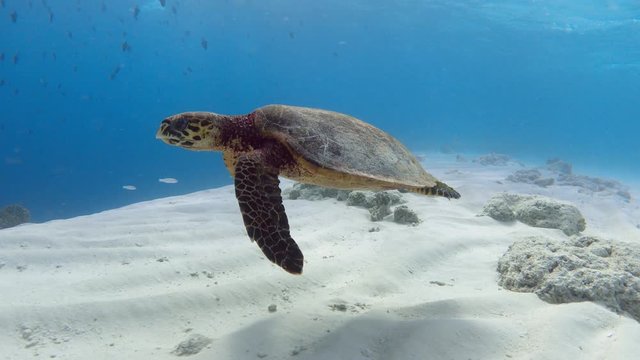 Hawksbill sea turtle swimming over sand ocean floor. 4K stock video footage