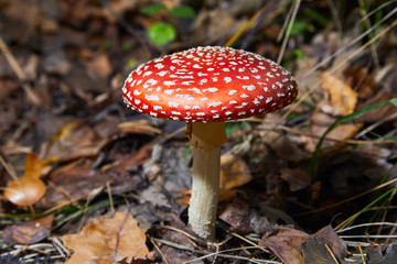 Toxic and hallucinogen mushroom Fly Agaric in grass on autumn forest background. Red poisonous Amanita Muscaria fungus macro close up in natural environment.