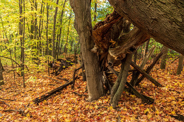 autumn in the forest