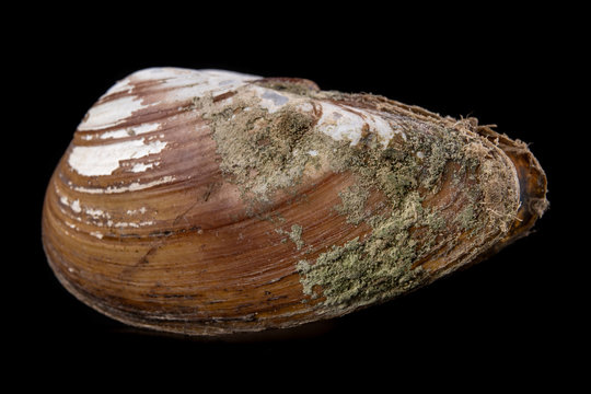 Anodonta Anatina empty shell. A clam shell living in the lakes of Central Europe.