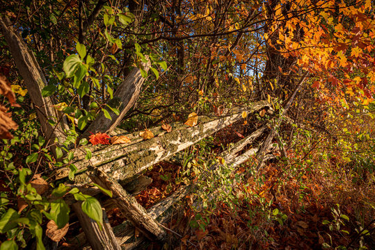 old cedar rail fence