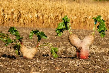 sugar beet is heart-shaped , beets twins