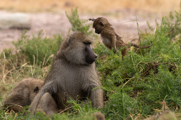Baby baboon leaping